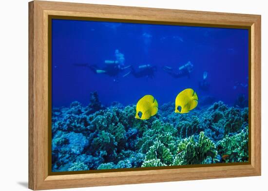 Yellow Butterflyfish with Scuba Divers in Background, Red Sea, Egypt-Ali Kabas-Framed Premier Image Canvas