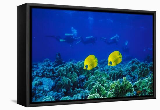 Yellow Butterflyfish with Scuba Divers in Background, Red Sea, Egypt-Ali Kabas-Framed Premier Image Canvas