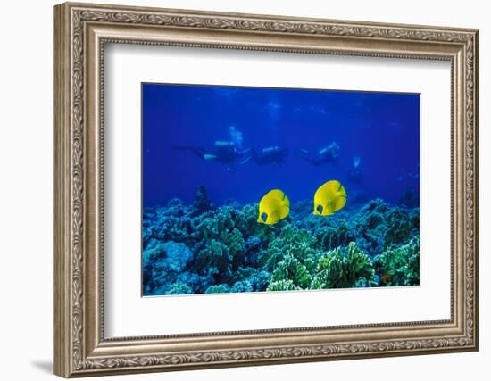 Yellow Butterflyfish with Scuba Divers in Background, Red Sea, Egypt-Ali Kabas-Framed Photographic Print