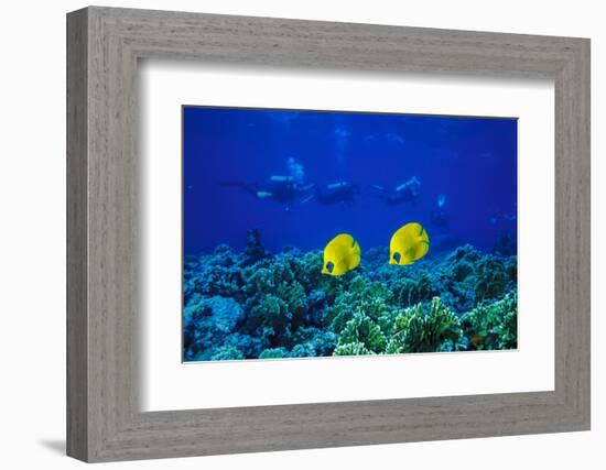 Yellow Butterflyfish with Scuba Divers in Background, Red Sea, Egypt-Ali Kabas-Framed Photographic Print