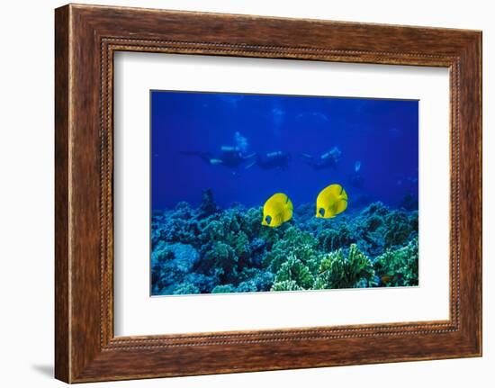 Yellow Butterflyfish with Scuba Divers in Background, Red Sea, Egypt-Ali Kabas-Framed Photographic Print