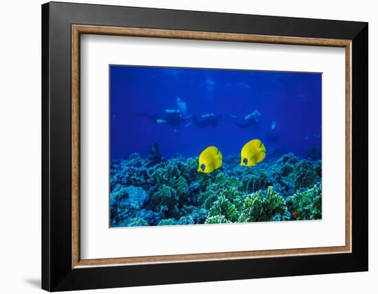 Yellow Butterflyfish with Scuba Divers in Background, Red Sea, Egypt-Ali Kabas-Framed Photographic Print