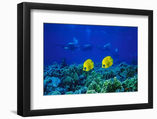 Yellow Butterflyfish with Scuba Divers in Background, Red Sea, Egypt-Ali Kabas-Framed Photographic Print