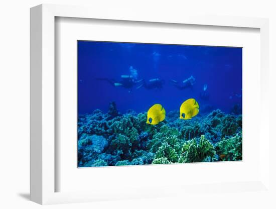 Yellow Butterflyfish with Scuba Divers in Background, Red Sea, Egypt-Ali Kabas-Framed Photographic Print