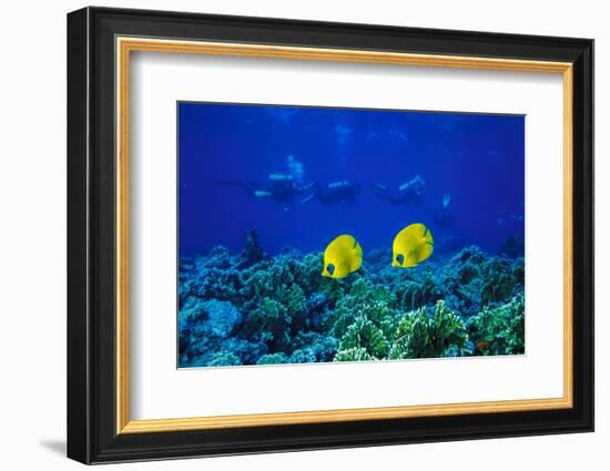 Yellow Butterflyfish with Scuba Divers in Background, Red Sea, Egypt-Ali Kabas-Framed Photographic Print