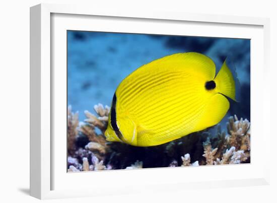 Yellow Butterflyfish-Georgette Douwma-Framed Photographic Print