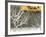 Yellow cab on Park Avenue in a snowstorm-Bo Zaunders-Framed Photographic Print