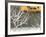 Yellow cab on Park Avenue in a snowstorm-Bo Zaunders-Framed Photographic Print