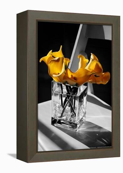 Yellow Calla Lilies in Vase-null-Framed Stretched Canvas
