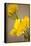 Yellow Calla Lilies-Karyn Millet-Framed Premier Image Canvas
