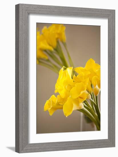 Yellow Calla Lilies-Karyn Millet-Framed Photographic Print