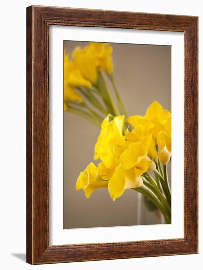 Yellow Calla Lilies-Karyn Millet-Framed Photographic Print