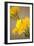 Yellow Calla Lilies-Karyn Millet-Framed Photographic Print