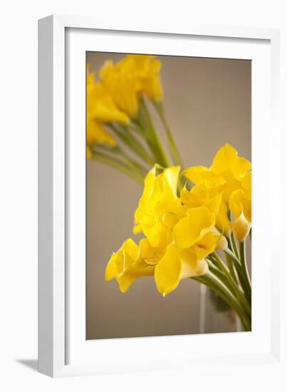 Yellow Calla Lilies-Karyn Millet-Framed Photographic Print