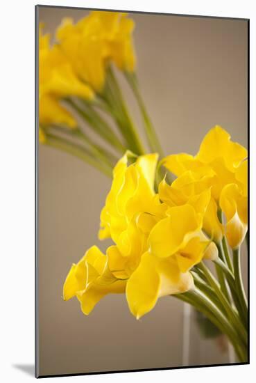 Yellow Calla Lilies-Karyn Millet-Mounted Photographic Print