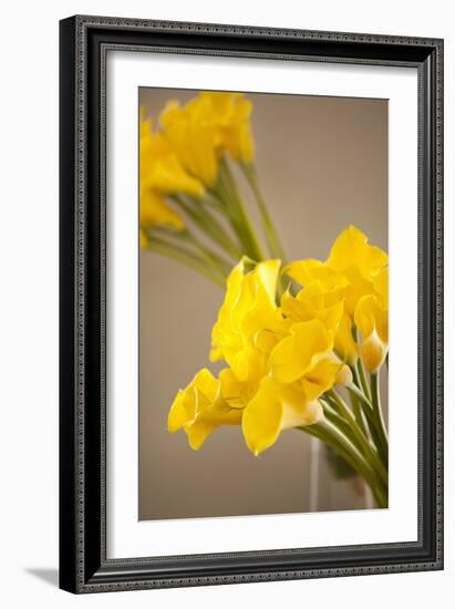 Yellow Calla Lilies-Karyn Millet-Framed Photographic Print