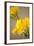 Yellow Calla Lilies-Karyn Millet-Framed Photographic Print