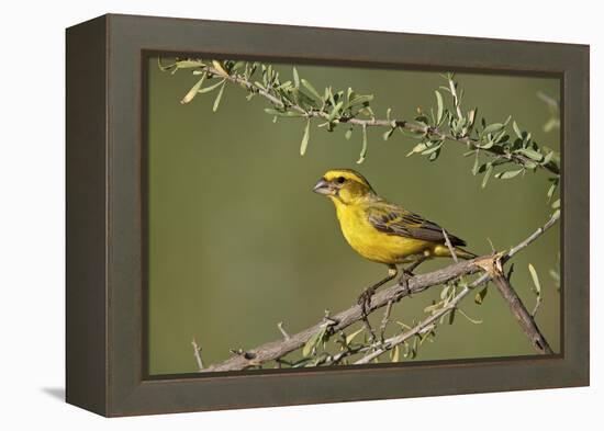 Yellow canary (Crithagra flaviventris), male, Kgalagadi Transfrontier Park, South Africa, Africa-James Hager-Framed Premier Image Canvas