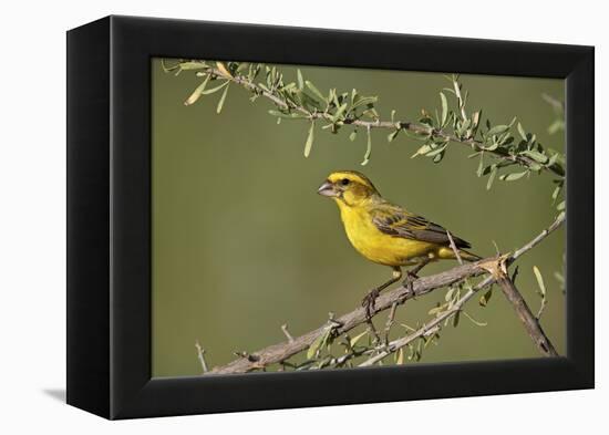 Yellow canary (Crithagra flaviventris), male, Kgalagadi Transfrontier Park, South Africa, Africa-James Hager-Framed Premier Image Canvas