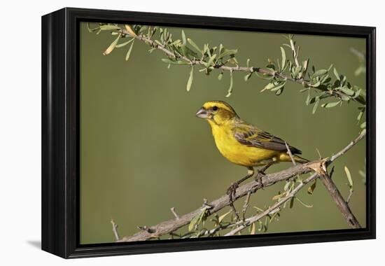 Yellow canary (Crithagra flaviventris), male, Kgalagadi Transfrontier Park, South Africa, Africa-James Hager-Framed Premier Image Canvas