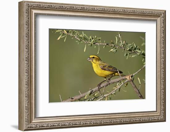 Yellow canary (Crithagra flaviventris), male, Kgalagadi Transfrontier Park, South Africa, Africa-James Hager-Framed Photographic Print