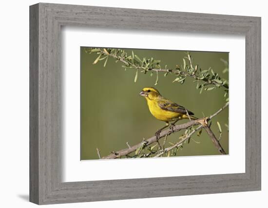 Yellow canary (Crithagra flaviventris), male, Kgalagadi Transfrontier Park, South Africa, Africa-James Hager-Framed Photographic Print