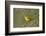 Yellow canary (Crithagra flaviventris), male, Kgalagadi Transfrontier Park, South Africa, Africa-James Hager-Framed Photographic Print