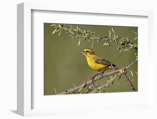 Yellow canary (Crithagra flaviventris), male, Kgalagadi Transfrontier Park, South Africa, Africa-James Hager-Framed Photographic Print