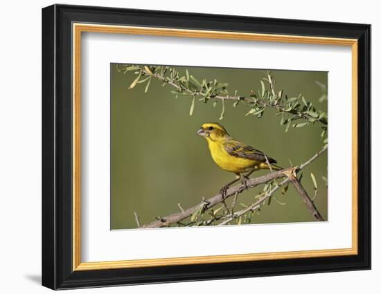 Yellow canary (Crithagra flaviventris), male, Kgalagadi Transfrontier Park, South Africa, Africa-James Hager-Framed Photographic Print