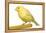 Yellow Canary on Perch-null-Framed Premier Image Canvas