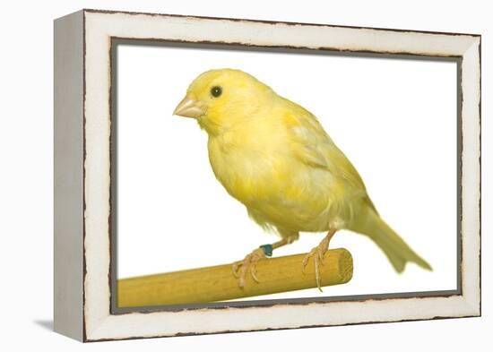 Yellow Canary on Perch-null-Framed Premier Image Canvas