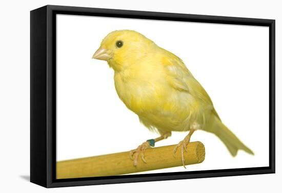 Yellow Canary on Perch-null-Framed Premier Image Canvas