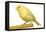 Yellow Canary on Perch-null-Framed Premier Image Canvas