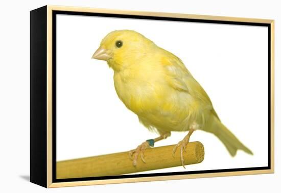 Yellow Canary on Perch-null-Framed Premier Image Canvas