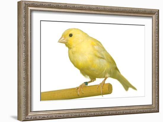 Yellow Canary on Perch-null-Framed Photographic Print