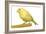 Yellow Canary on Perch-null-Framed Photographic Print