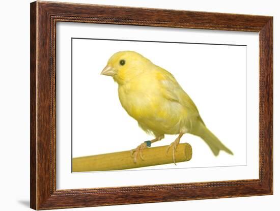 Yellow Canary on Perch-null-Framed Photographic Print