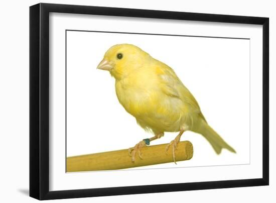 Yellow Canary on Perch-null-Framed Photographic Print
