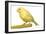 Yellow Canary on Perch-null-Framed Photographic Print