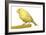 Yellow Canary on Perch-null-Framed Photographic Print