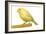 Yellow Canary on Perch-null-Framed Photographic Print