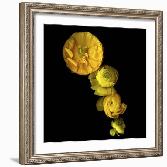 Yellow Cascade - Ranunculus-Magda Indigo-Framed Photographic Print