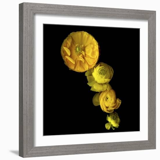 Yellow Cascade - Ranunculus-Magda Indigo-Framed Photographic Print