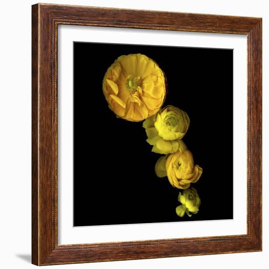 Yellow Cascade - Ranunculus-Magda Indigo-Framed Photographic Print