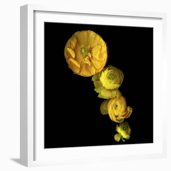 Yellow Cascade - Ranunculus-Magda Indigo-Framed Photographic Print