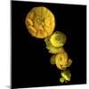 Yellow Cascade - Ranunculus-Magda Indigo-Mounted Photographic Print