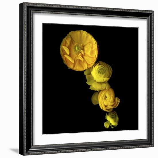 Yellow Cascade - Ranunculus-Magda Indigo-Framed Photographic Print