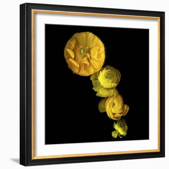 Yellow Cascade - Ranunculus-Magda Indigo-Framed Photographic Print