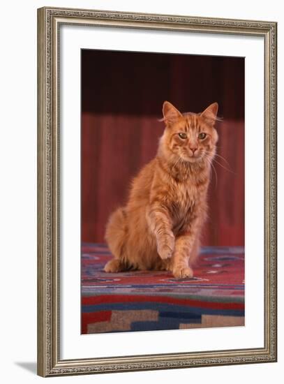 Yellow Cat Sitting on Rug-DLILLC-Framed Photographic Print