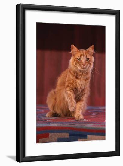 Yellow Cat Sitting on Rug-DLILLC-Framed Photographic Print